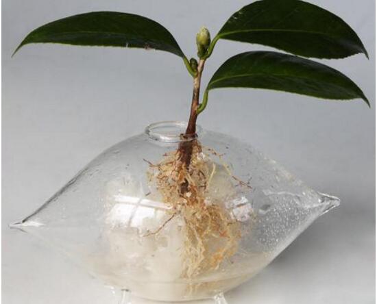 茶花可以水培嗎，水培茶花長根上盆方法