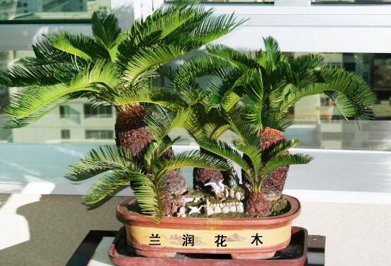 鐵樹怎么澆水，鐵樹澆水方法