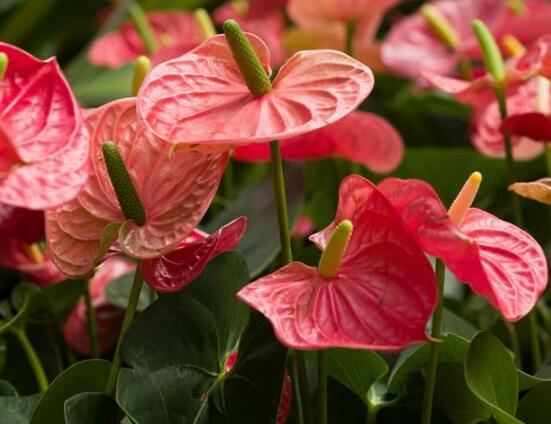 紅掌怎么養(yǎng)，紅掌養(yǎng)殖方法