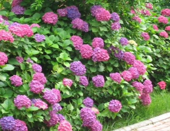 繡球花怎么施肥，繡球花施肥方法