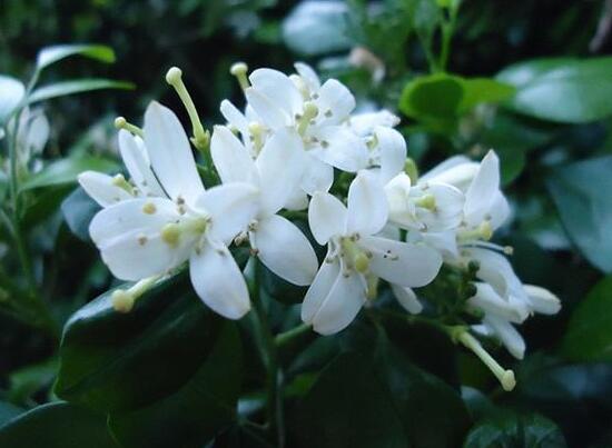 九里香什么時(shí)候開(kāi)花，九里香一年開(kāi)幾次花(七月盛開(kāi))