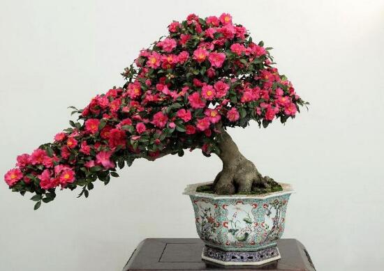 茶花怎么修剪，茶花的修剪方法圖解