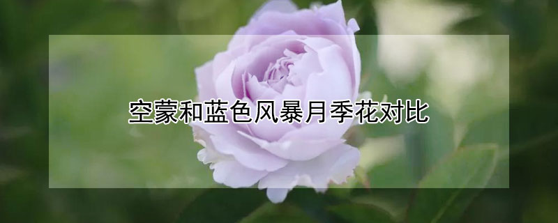 空蒙和藍(lán)色風(fēng)暴月季花對(duì)比