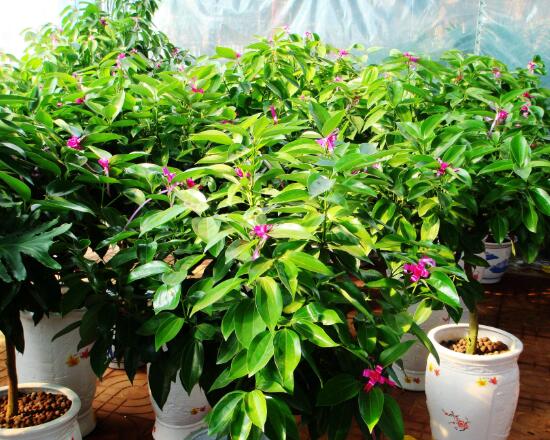 平安樹開花嗎，平安樹養(yǎng)多久可以開花