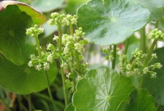銅錢草會開花嗎，銅錢草的花語是什么