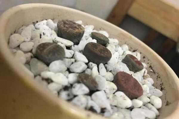 生石花干癟萎縮怎么辦，及時的找到原因并處理