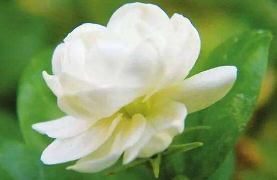 茉莉花有毒嗎，茉莉花可以放在室內(nèi)嗎