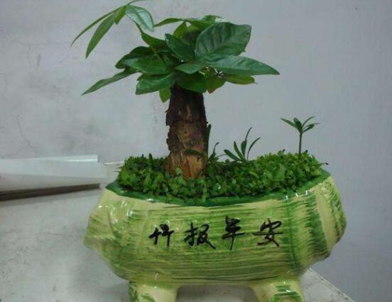 小發(fā)財樹的種植，小發(fā)財樹的種植方法