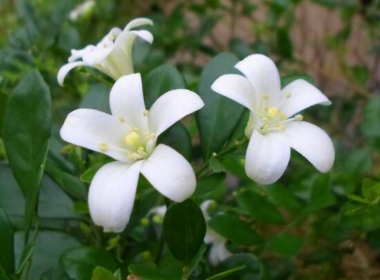 九里香花期多長時間，九里香不開花的原因