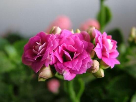 長(zhǎng)壽花品種，長(zhǎng)壽花最好看八大品種