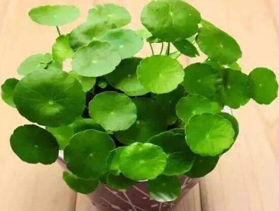 銅錢草的風水作用是什么，銅錢草的功效與作用