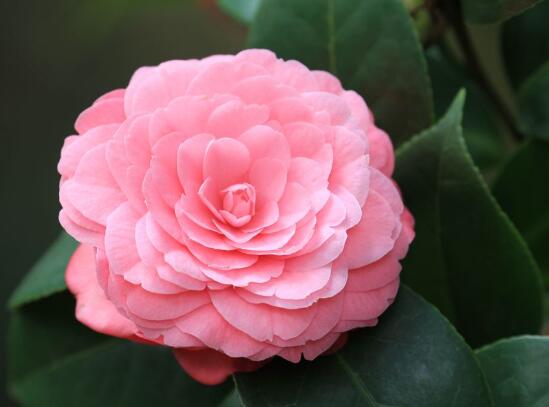 茶花怎么養(yǎng)才長得好,茶花養(yǎng)殖方法和注意事項