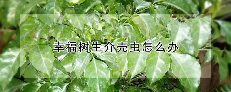 幸福樹(shù)生介殼蟲(chóng)怎么辦