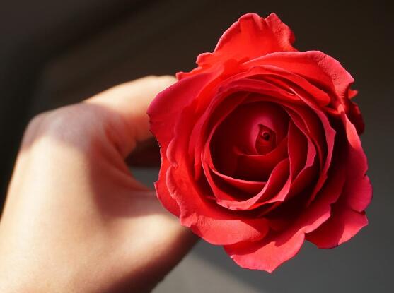 玫瑰花怎么養(yǎng)，玫瑰花養(yǎng)殖方法