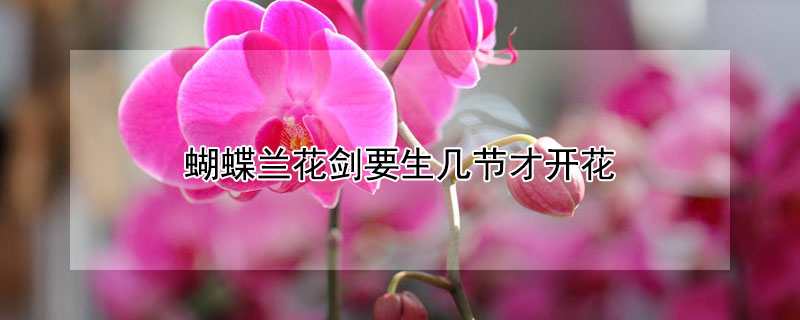 蝴蝶蘭花劍要生幾節(jié)才開(kāi)花