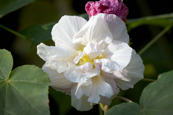 芙蓉花夏季能換盆嗎