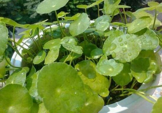 銅錢草葉子邊緣干枯，銅錢草葉子發(fā)黃怎么辦