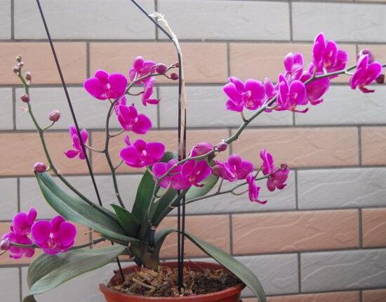 蝴蝶蘭什么時候開花，蝴蝶蘭一年開幾次花