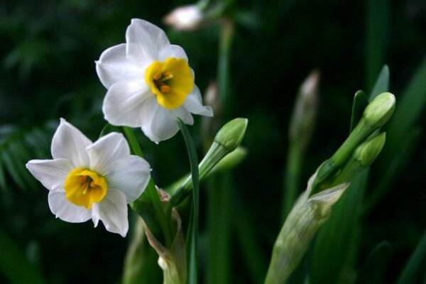 水仙花怎么會養(yǎng)好，養(yǎng)好水仙花只需要5步