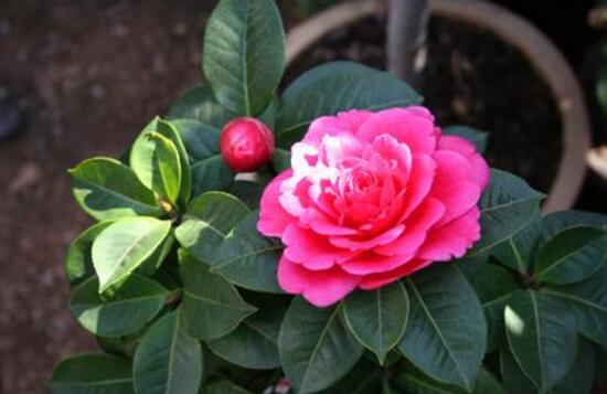 茶花用什么肥料好，茶花的四季施肥方法
