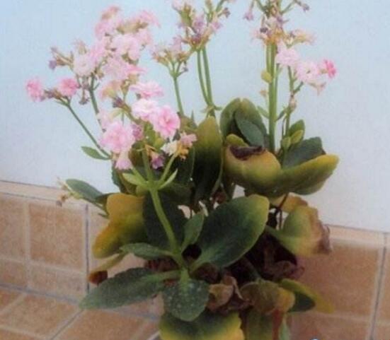 長壽花葉子發(fā)黃怎么辦，掌握八個(gè)要點(diǎn)恢復(fù)生機(jī)