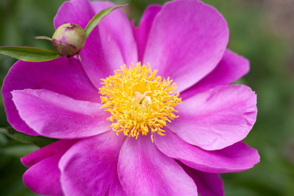 芍藥花夏季移栽能活嗎