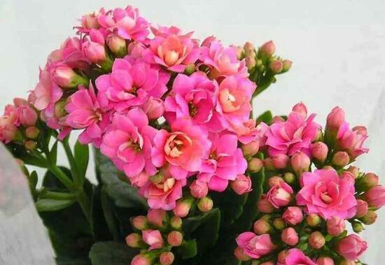 長壽花花期多久，長壽花的花期護理方法