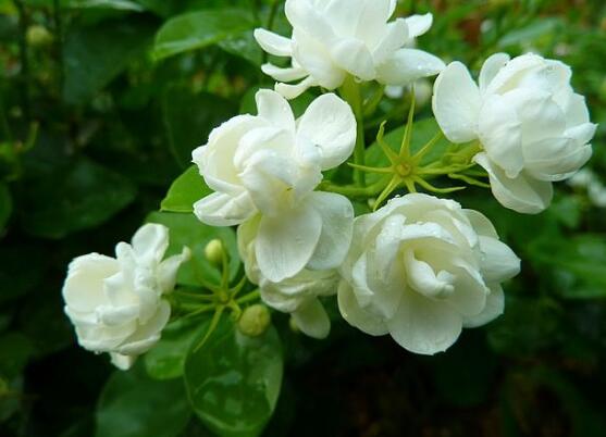 茉莉花怎么澆水，茉莉花澆水方法