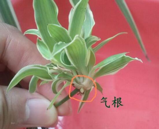 吊蘭怎么繁殖，吊蘭的扦插方法圖解