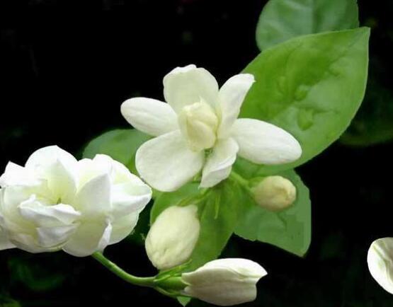 茉莉花可以水培嗎，茉莉花水培方法