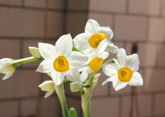水仙花什么時候開花，水仙花花期在冬季