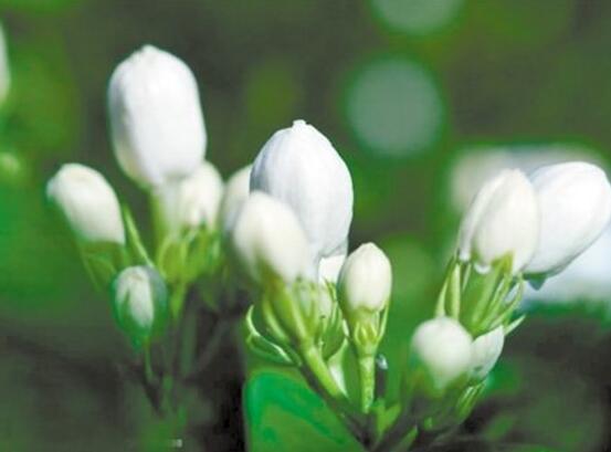 茉莉花爛根了怎么辦，換土換盆洗凈重新種植