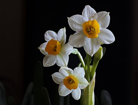 水仙花怎么養(yǎng)，水仙花養(yǎng)殖方法