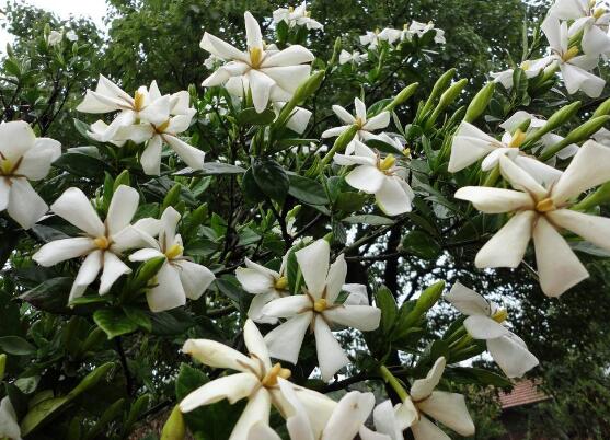 梔子花什么時(shí)候開(kāi)花，梔子花開(kāi)花期5月-8月