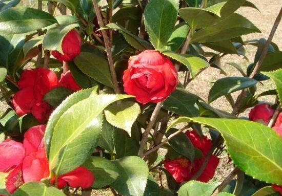 茶花怎么修剪，茶花的修剪方法圖解
