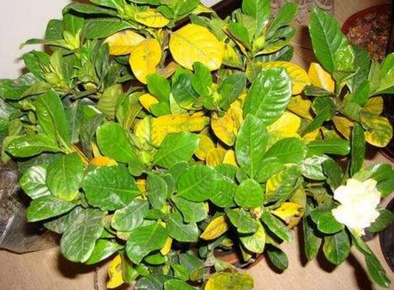 梔子花葉子發(fā)黃怎么辦，七大辦法變得枝繁葉茂