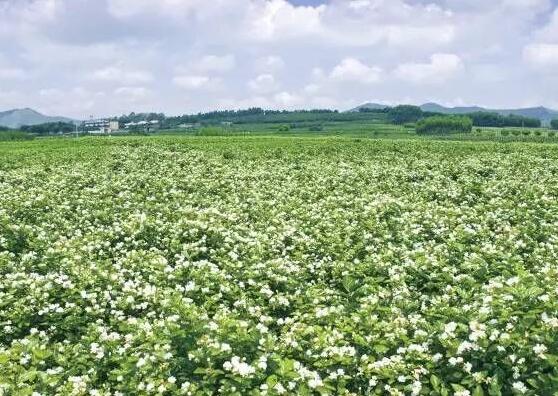 茉莉花花期多久，茉莉花花期長(zhǎng)達(dá)半年(5-10月)