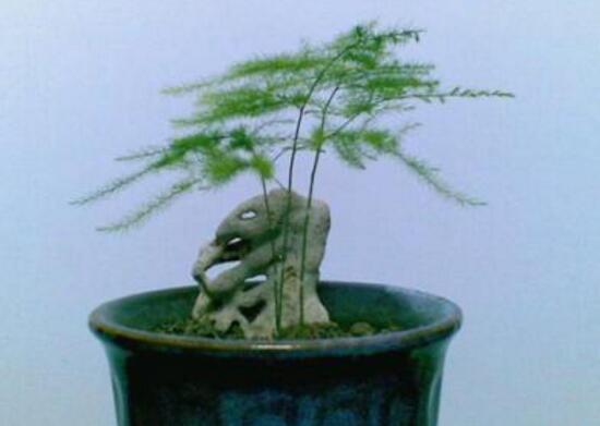 矮文竹怎樣養(yǎng)才能矮壯，矮文竹的養(yǎng)殖方法