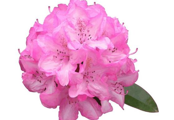 杜鵑花什么時候開，不同品種不同時期開