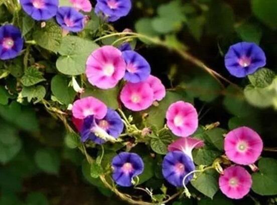 牽?；ㄔ趺答B(yǎng)，牽牛花養(yǎng)殖方法