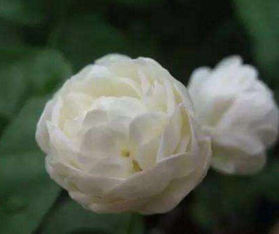 茉莉花怎么澆水，茉莉花澆水方法