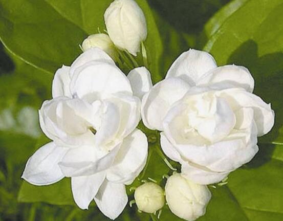 茉莉花爛根了怎么辦，換土換盆洗凈重新種植