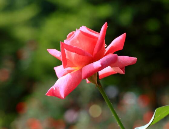 玫瑰花什么時(shí)候開(kāi)花，玫瑰開(kāi)花在每年初夏期間