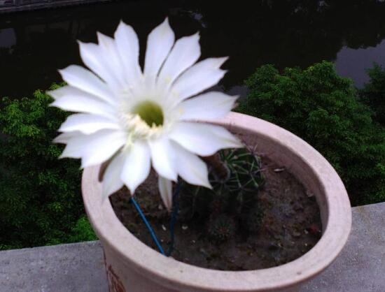 仙人球什么時(shí)候開(kāi)花，仙人球開(kāi)花是什么兆頭/吉祥如意