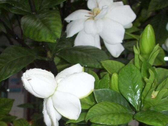 梔子花怎么澆水，梔子花澆水方法