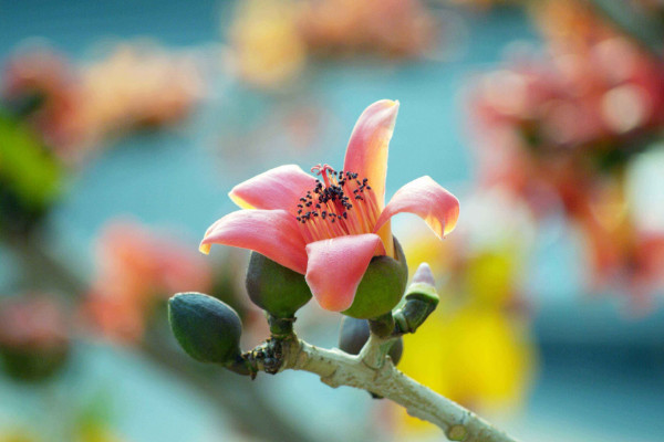 木棉花花語是什么，珍惜身邊的快樂和幸福