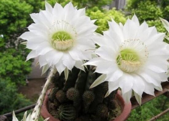 仙人球什么時(shí)候開(kāi)花，仙人球開(kāi)花是什么兆頭/吉祥如意