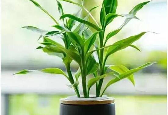 富貴竹花語是什么，富貴竹養(yǎng)幾根才最好