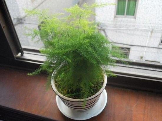 矮文竹怎樣養(yǎng)才能矮壯,矮文竹的養(yǎng)殖方法