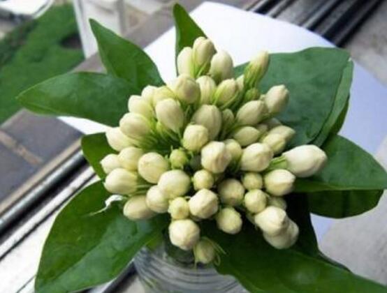 茉莉花可以水培嗎，茉莉花水培方法